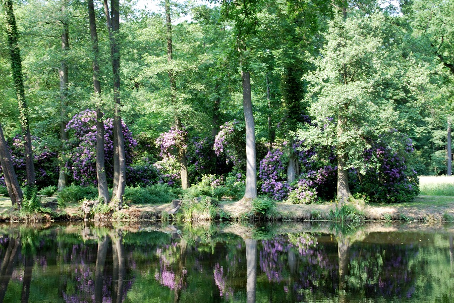 Schlosspark Krumke, Rhododendronblüte
